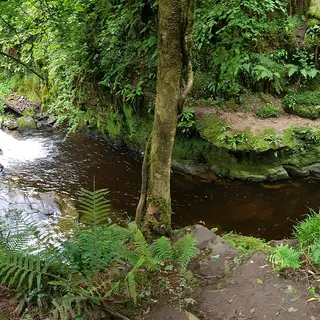 The wooded gorge of the Silver River in the glen behind Cadamstown, County Offaly