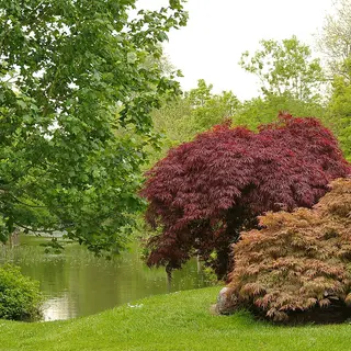 A pond and red acers in the Japanese Gardens beside the Irish National Stud