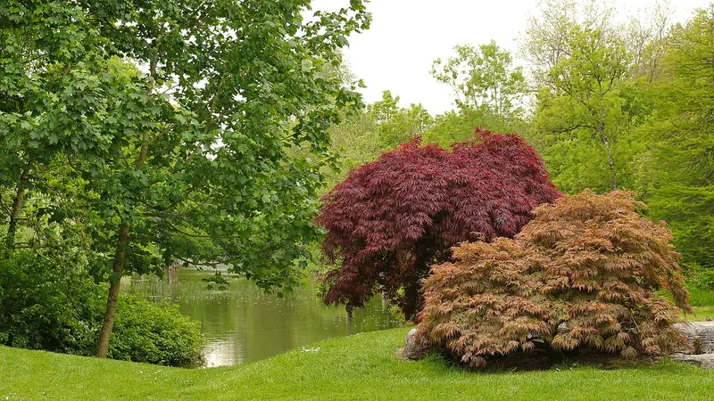 A pond and red acers in the Japanese Gardens beside the Irish National Stud