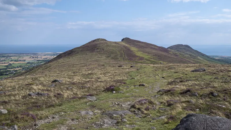The heathery summit ridge of Barnavave with Carlingford Lough below
